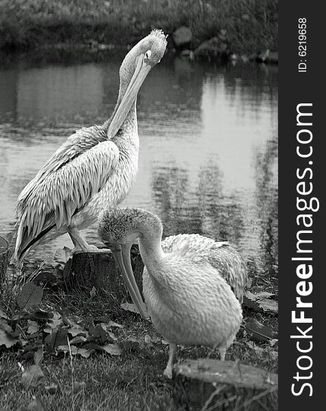 Two pelicans grooming at a zoo park in
staffordshire in england. Two pelicans grooming at a zoo park in
staffordshire in england