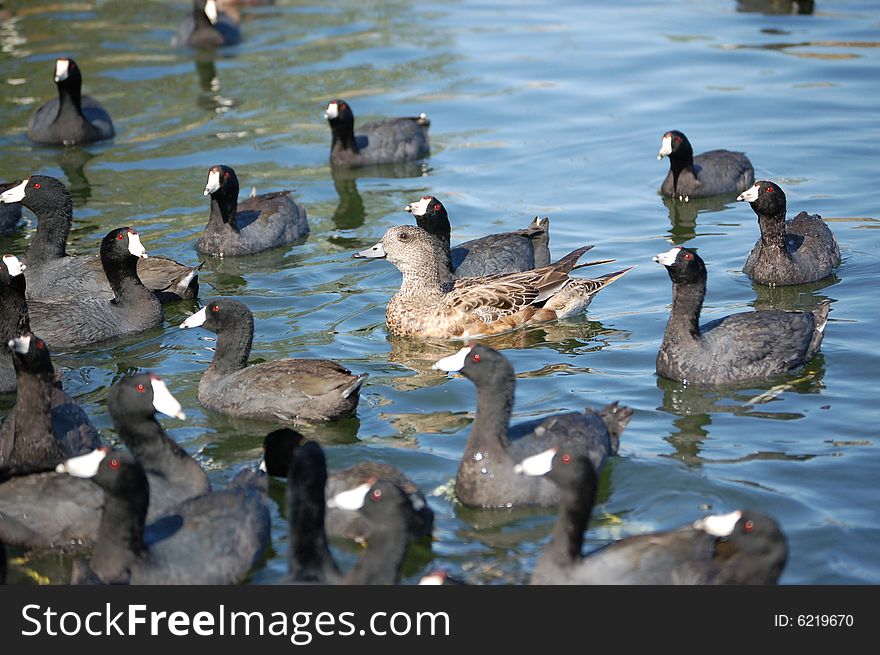 A duck swimming with a group of other ducks. A duck swimming with a group of other ducks
