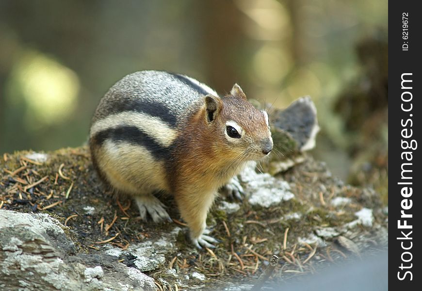 A tame, well fed chipmunk waits for its next hand out. A tame, well fed chipmunk waits for its next hand out.