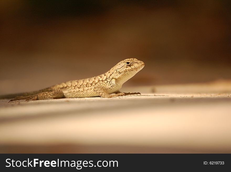 Brown Lizard Basking in the Sun with a gradient brown background