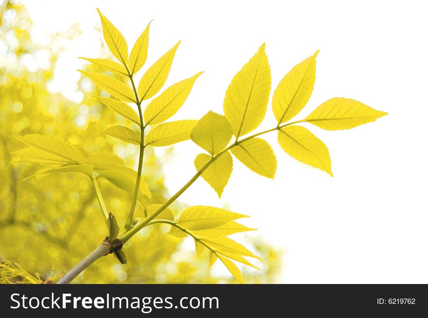 Yellow autumn leaves over white. Yellow autumn leaves over white