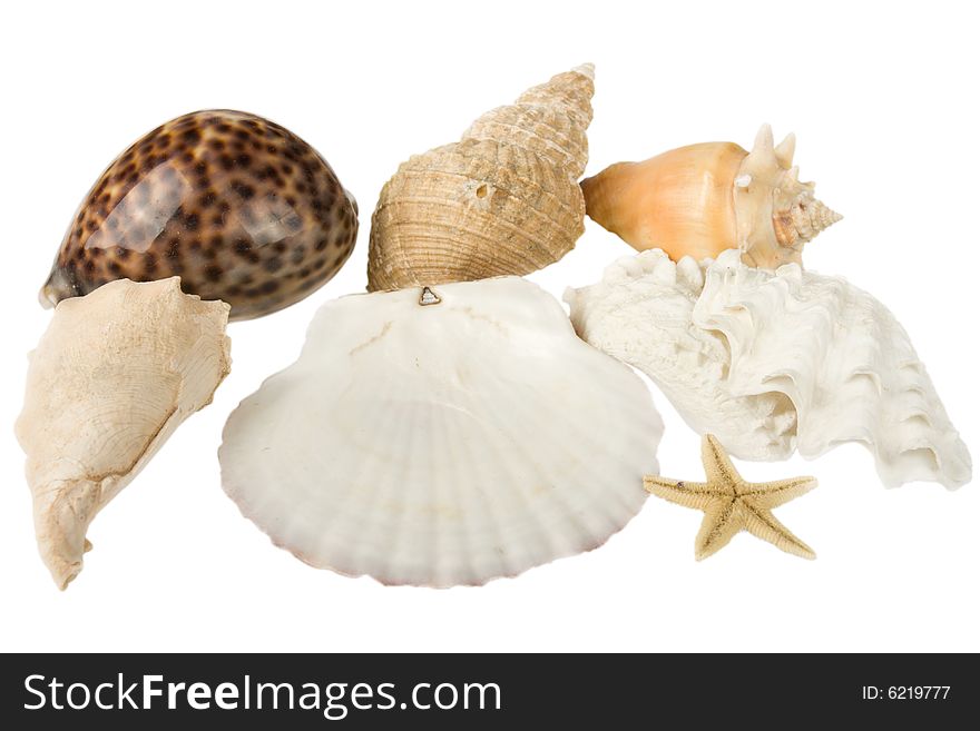 Various seashells and starfish isolated on white background