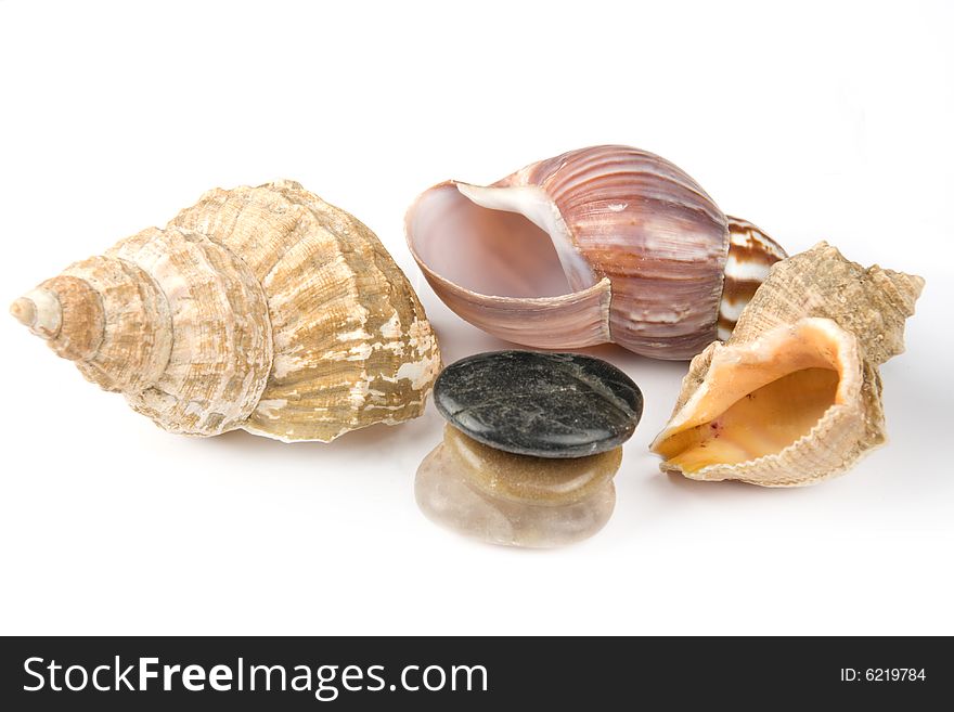 Various seashells and stones isolated on white background