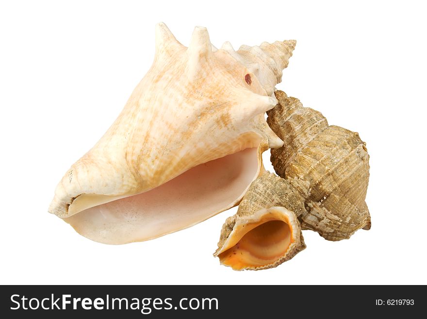Various seashells isolated on white background