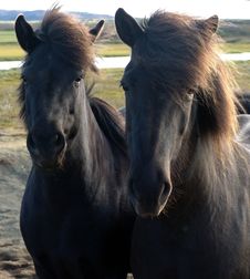 Icelandic Horses Royalty Free Stock Photography