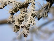 Ice Formation On A Branch Royalty Free Stock Photos