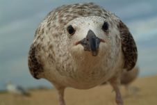 Super Close Seagull Royalty Free Stock Photos Super Close Seagull Royalty Free Stock Photos