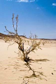 Desert Tree Stock Photo Desert Tree Stock Photo