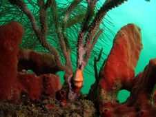Flamingo Tongue On Spiny Sea Rod Royalty Free Stock Photos Flamingo Tongue On Spiny Sea Rod Royalty Free Stock Photos