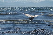 Sea Gull Royalty Free Stock Photos