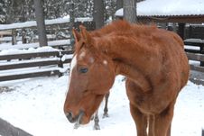 Horse Royalty Free Stock Photography
