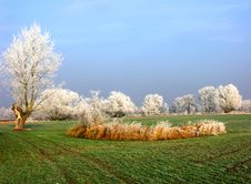 A Filed Of Wheat In Winter Royalty Free Stock Images