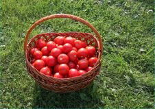 Tomato Basket Stock Photos Tomato Basket Stock Photos
