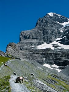 Eiger Ridge In Switzerland Stock Photo Eiger Ridge In Switzerland Stock Photo