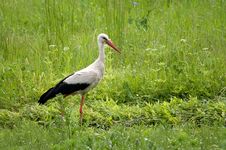 Stork On A Spring Meadow Royalty Free Stock Image Stork On A Spring Meadow Royalty Free Stock Image