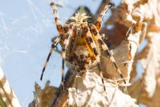 Spider Royalty Free Stock Photos Spider Royalty Free Stock Photos