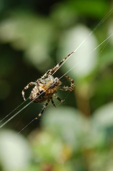 Cross Spider Royalty Free Stock Photography