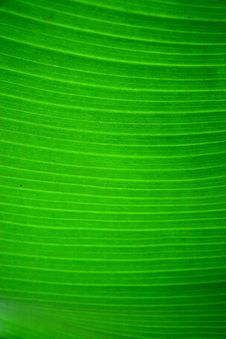 Leaf Of Banana Plant Royalty Free Stock Photography