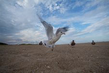 Super Close Seagull Stock Photo Super Close Seagull Stock Photo