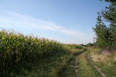 Corn Field Royalty Free Stock Images Corn Field Royalty Free Stock Images