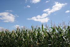 Corn Field Royalty Free Stock Images