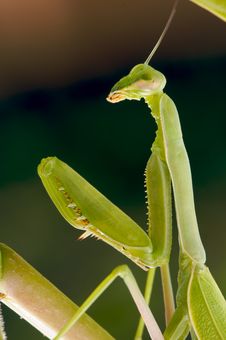 Praying Mantis Stock Image Praying Mantis Stock Image
