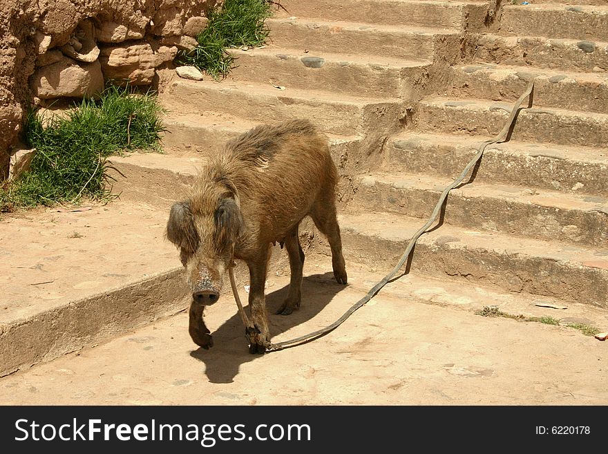 Pig walking down dirt sidewalk. Pig walking down dirt sidewalk