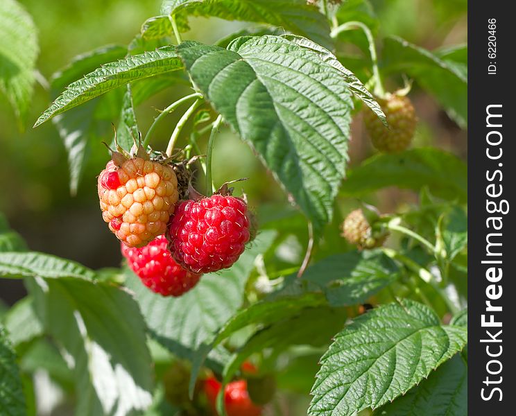 Beautiful red raspberries 0ver green