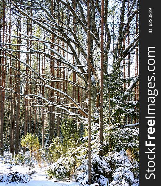 The Snow-clad tree in wood in winter. The Snow-clad tree in wood in winter