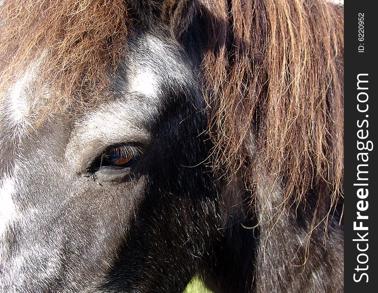 The Icelandic horse specific breed of Iceland. The Icelandic horse specific breed of Iceland