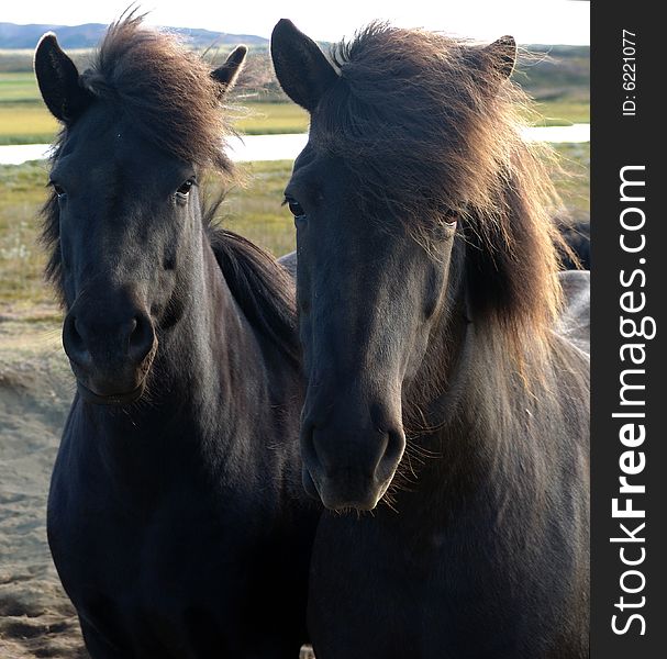 Portrait of two black Icelandic horses with brown manes.