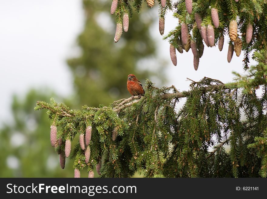Two-barred or White-winged Crossbill, Loxia leucoptera