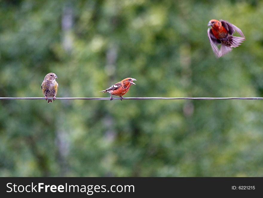 Two-barred or White-winged Crossbills, Loxia leucoptera