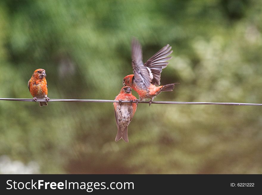 Two-barred or White-winged Crossbills, Loxia leucoptera