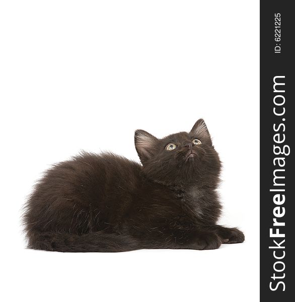 A black kitten looks up while sitting on a white background