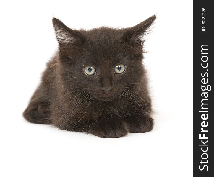 A black kitten stares at the camera on a white background. A black kitten stares at the camera on a white background