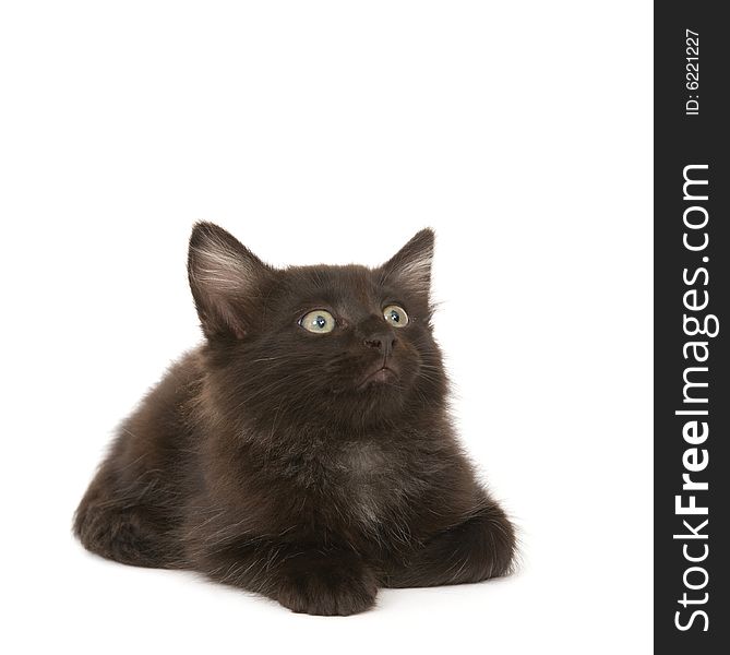 A black kitten lays down on a white background and looks up