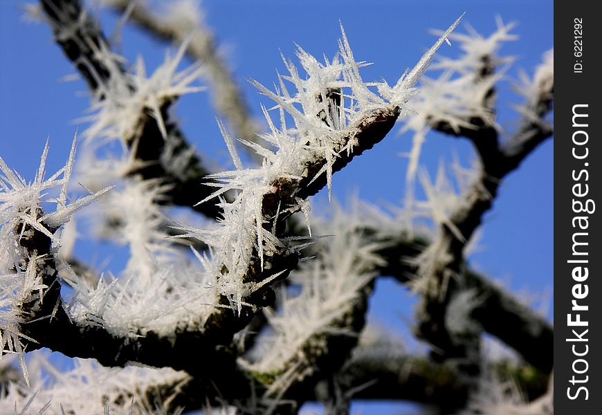 Needles of white ice covered branchies od apple tree. Needles of white ice covered branchies od apple tree