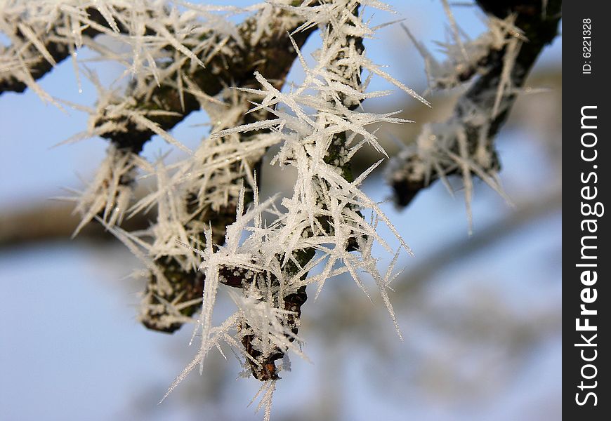 Needles of ice made on branch of apple tree. Needles of ice made on branch of apple tree