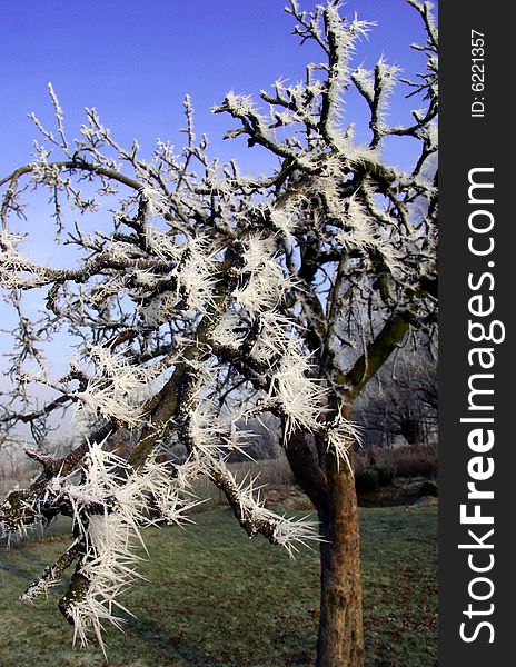 White needles of ice covered branches of apple tree. White needles of ice covered branches of apple tree