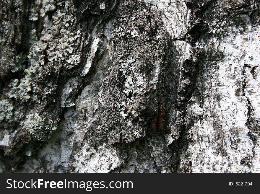 Bark of a tree of the birch