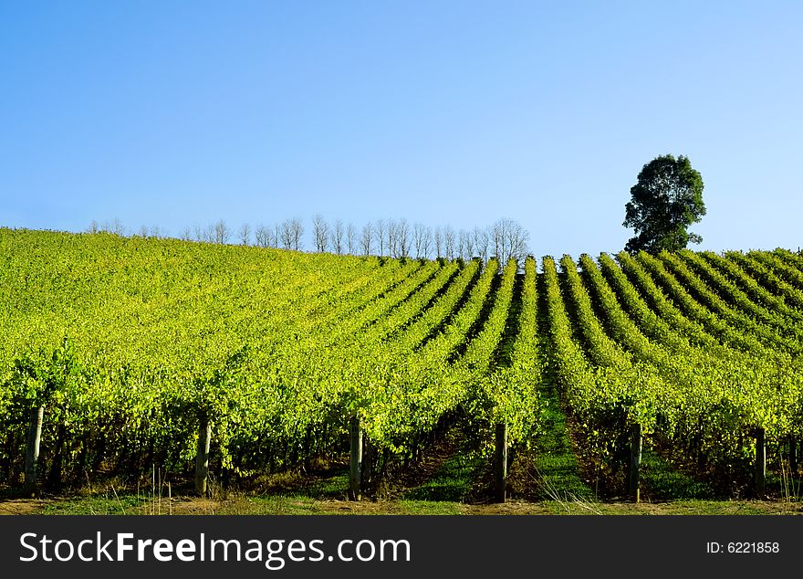 Late afternoon sun baths a scenic vineyard. Late afternoon sun baths a scenic vineyard