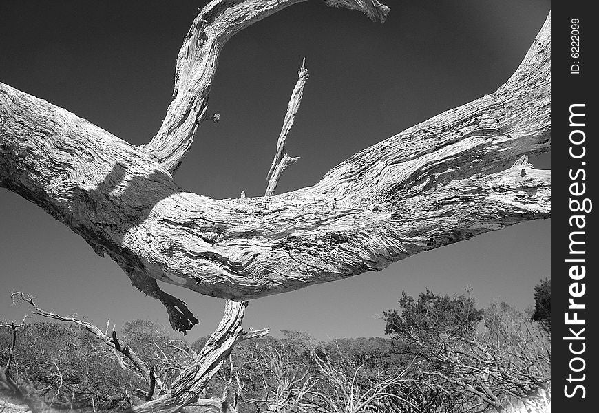 Driftwood In The Sky 2