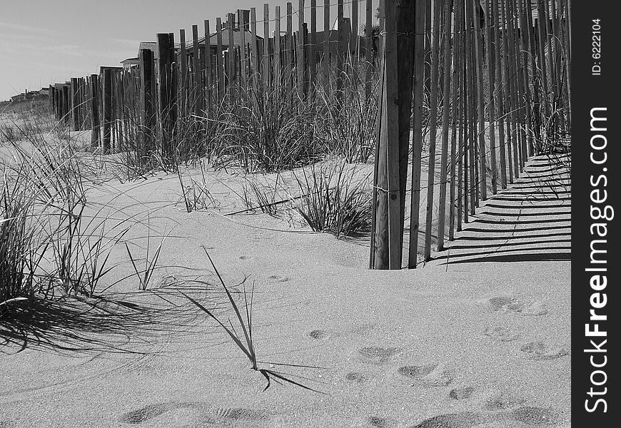 South Carolina Ocean Beach Dune