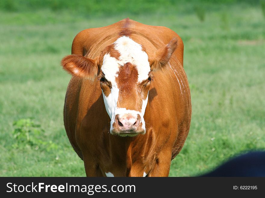 Brown cow standing in a field