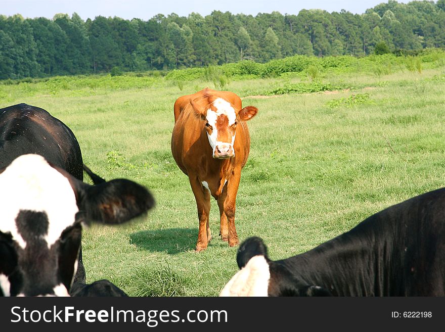 Brown cow standing out among black cows