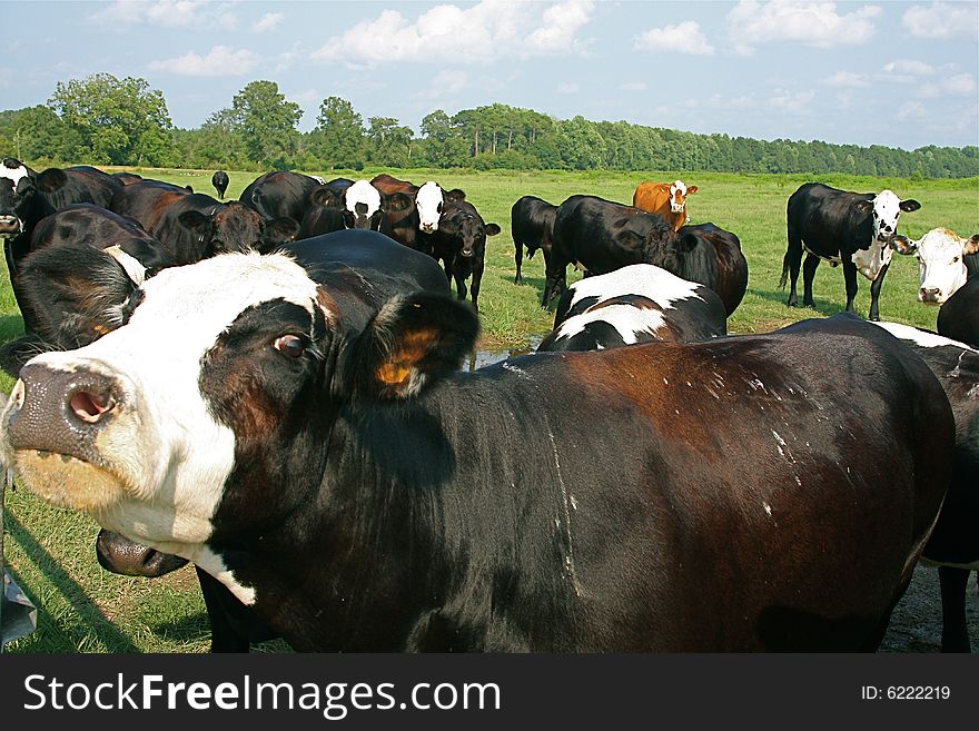 Black and white cow mooing. Black and white cow mooing