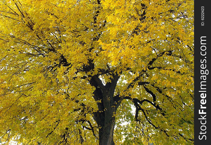 A vibrant yellow tree in autumn