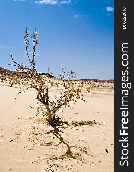 Dry tree in the sand desert. Dry tree in the sand desert