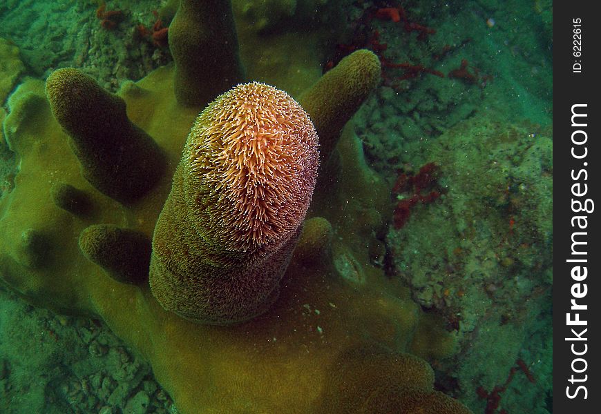 Pillar Coral grow in colonies and form numerous heavy cylindrical spires that grow upward. This shot is looking down at one of the cylindrical spires showing its enormous size. The color of pillar coral is light tan, golden brown and chocolate brown.